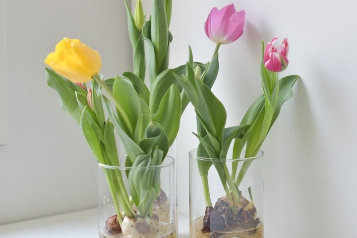 A Beginner’s Guide to Growing Tulips: Tips and Tricks for a Successful Hobby